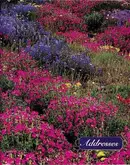 Book cover of American Wildflowers