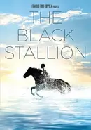 Book cover of Black Stallion, The