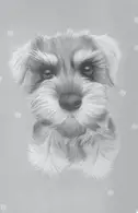 Book cover of Rosie