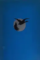Book cover of Wings against the moon