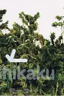 Book cover of Chikaku