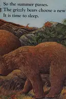 Book cover of Grizzly Bear