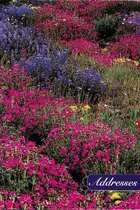 Book cover of American Wildflowers