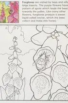 Book cover of Flowers