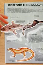 Book cover of Wow! Dinosaur