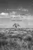 Book cover of Misplaced Massacre