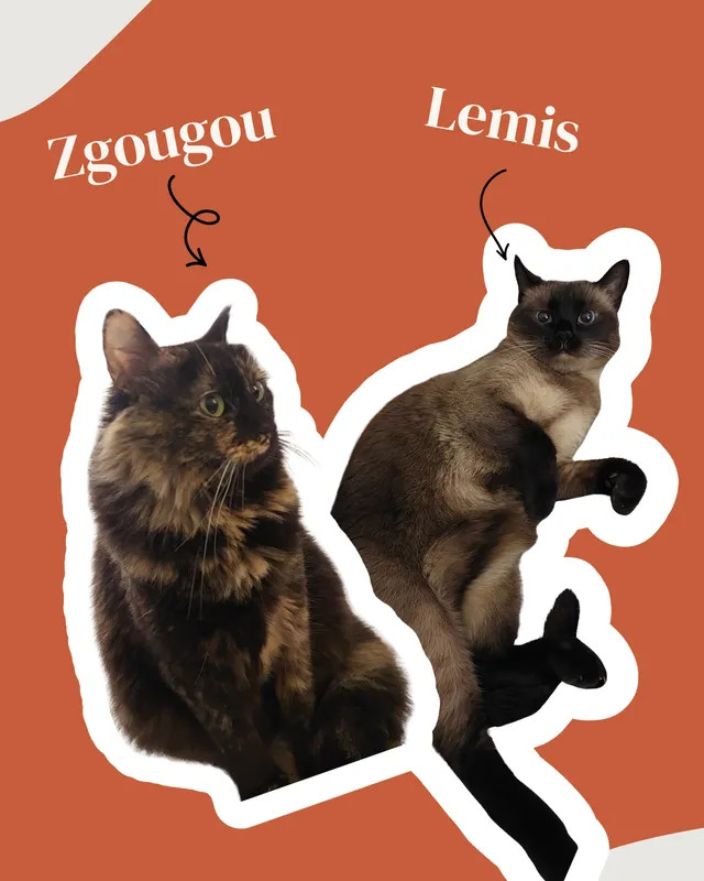 Lemis and Zgougou, the two cats